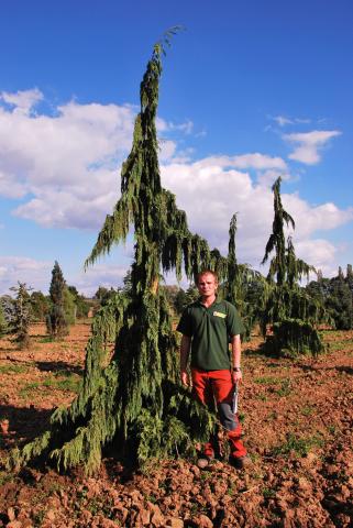 Chamaecyparis nootkatensis 'Pendula'